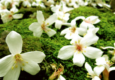 油桐花開