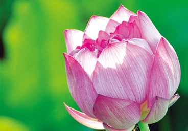 白河蓮花季